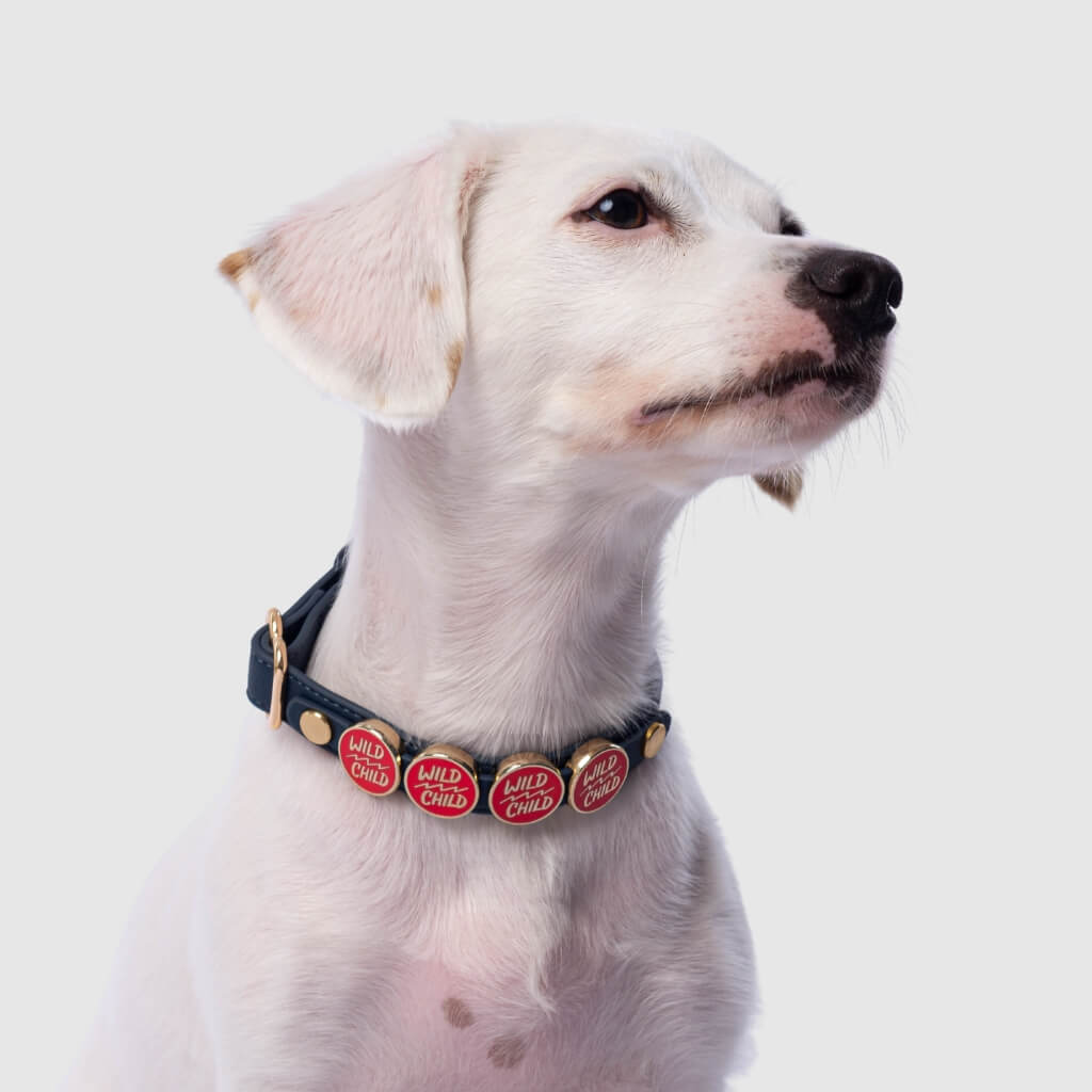 Blue collar with charms - Mixed Breed Dog