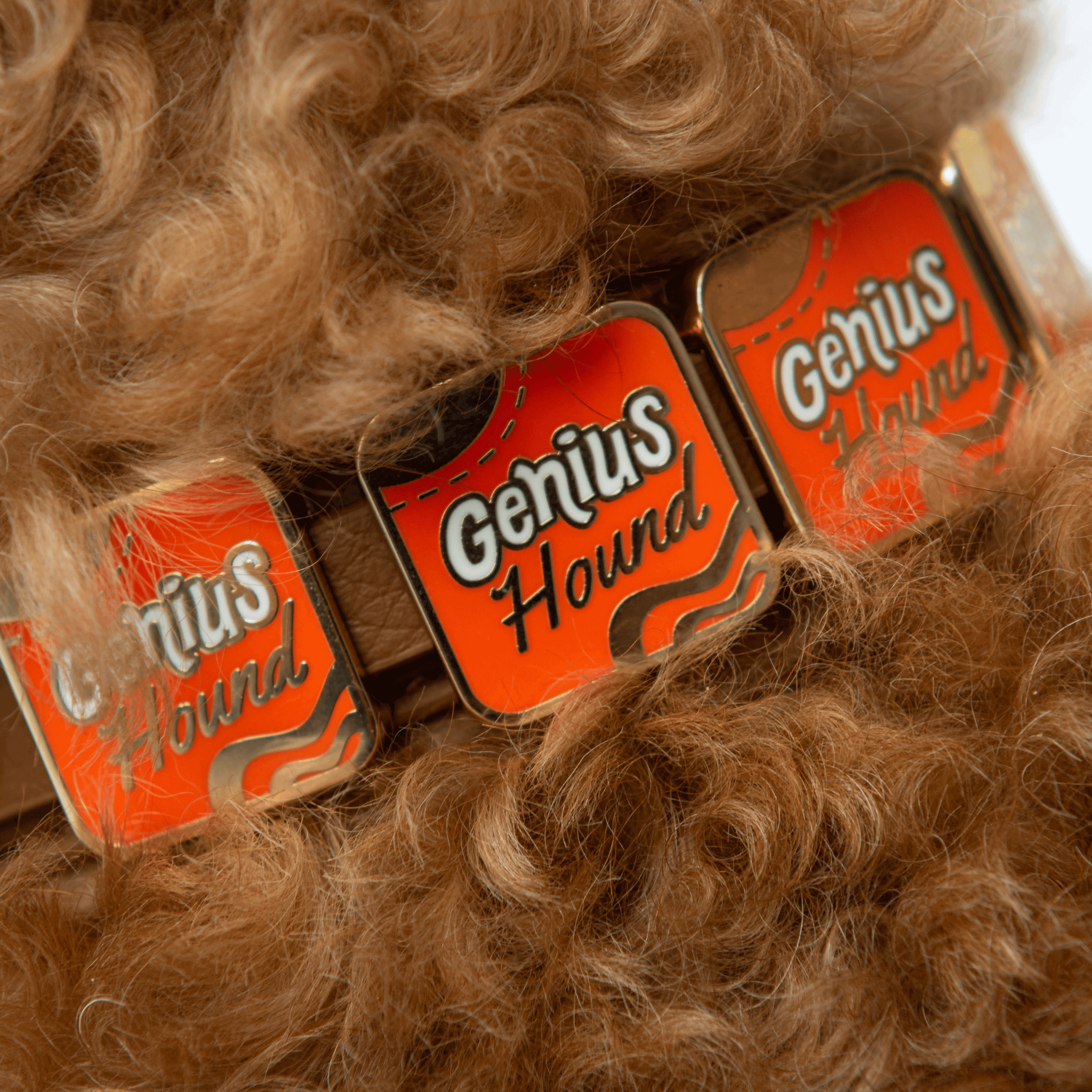 Genius Hound Charm - Collar Dog