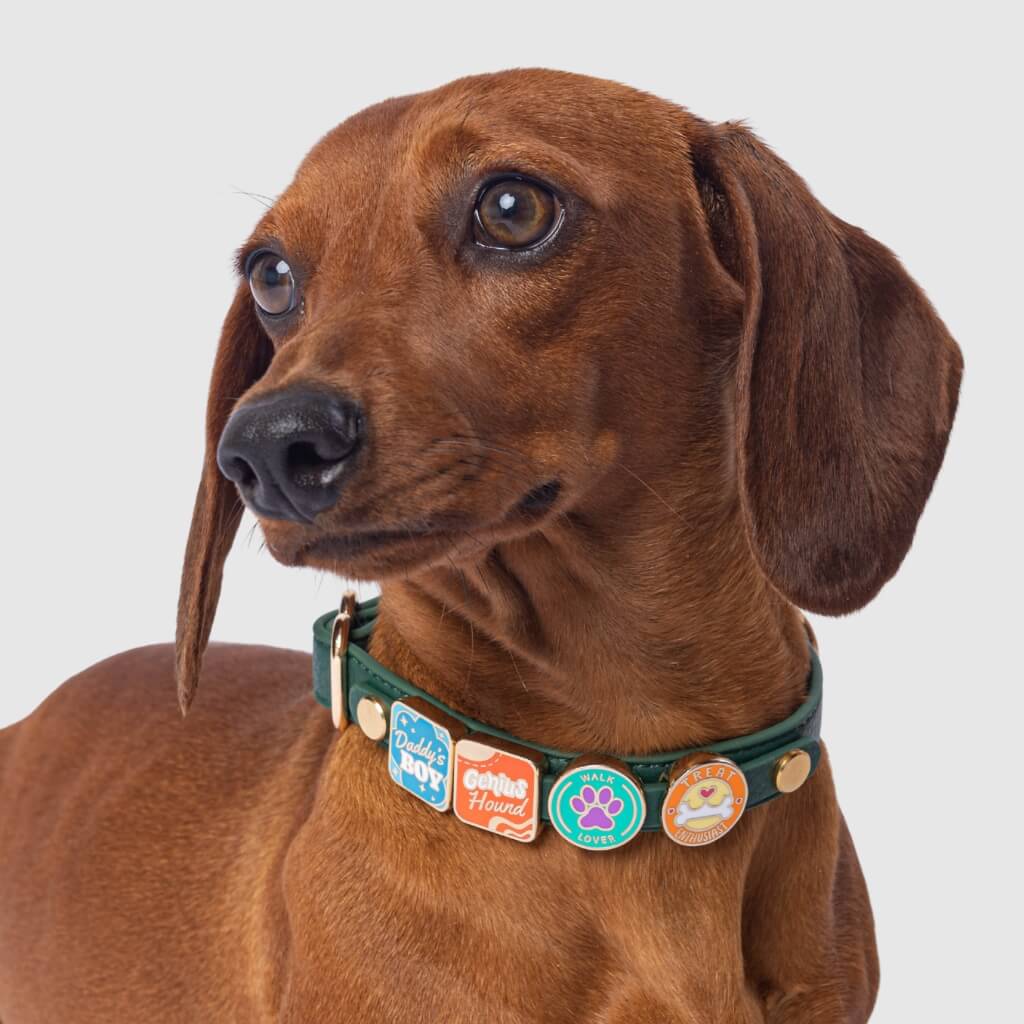 Green collar with charms - Mixed Breed Dog