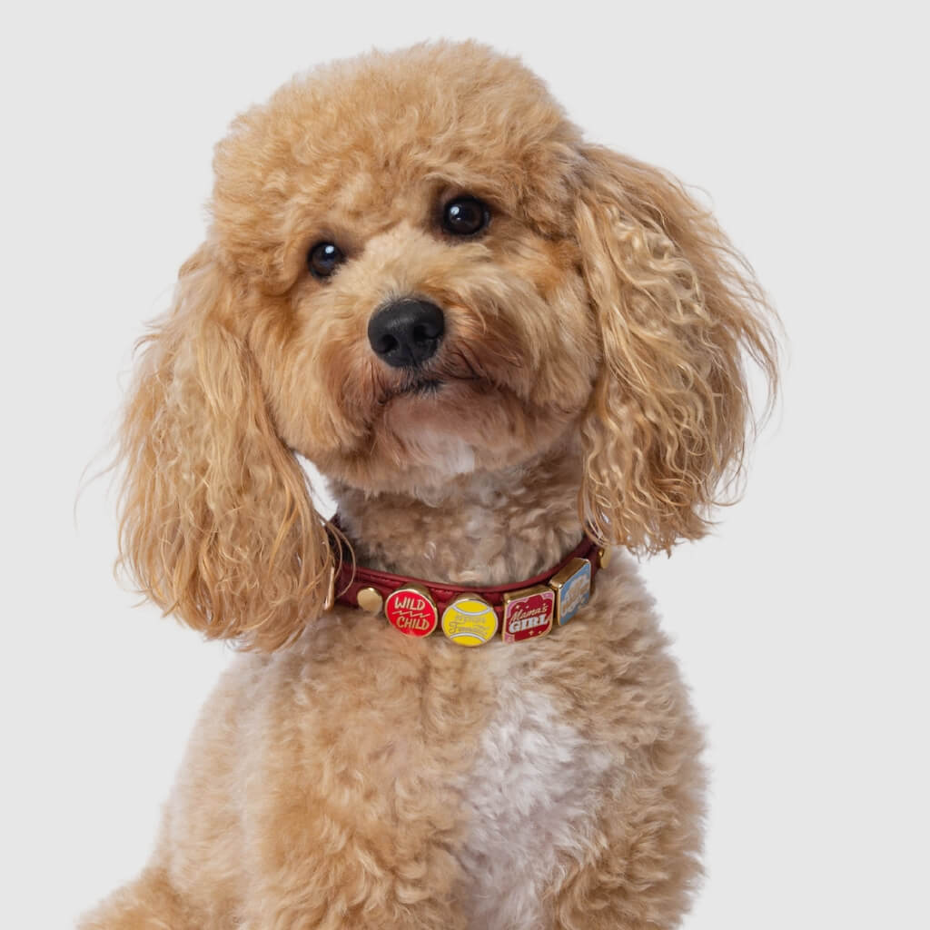Red collar with charms - Mixed Breed Dog