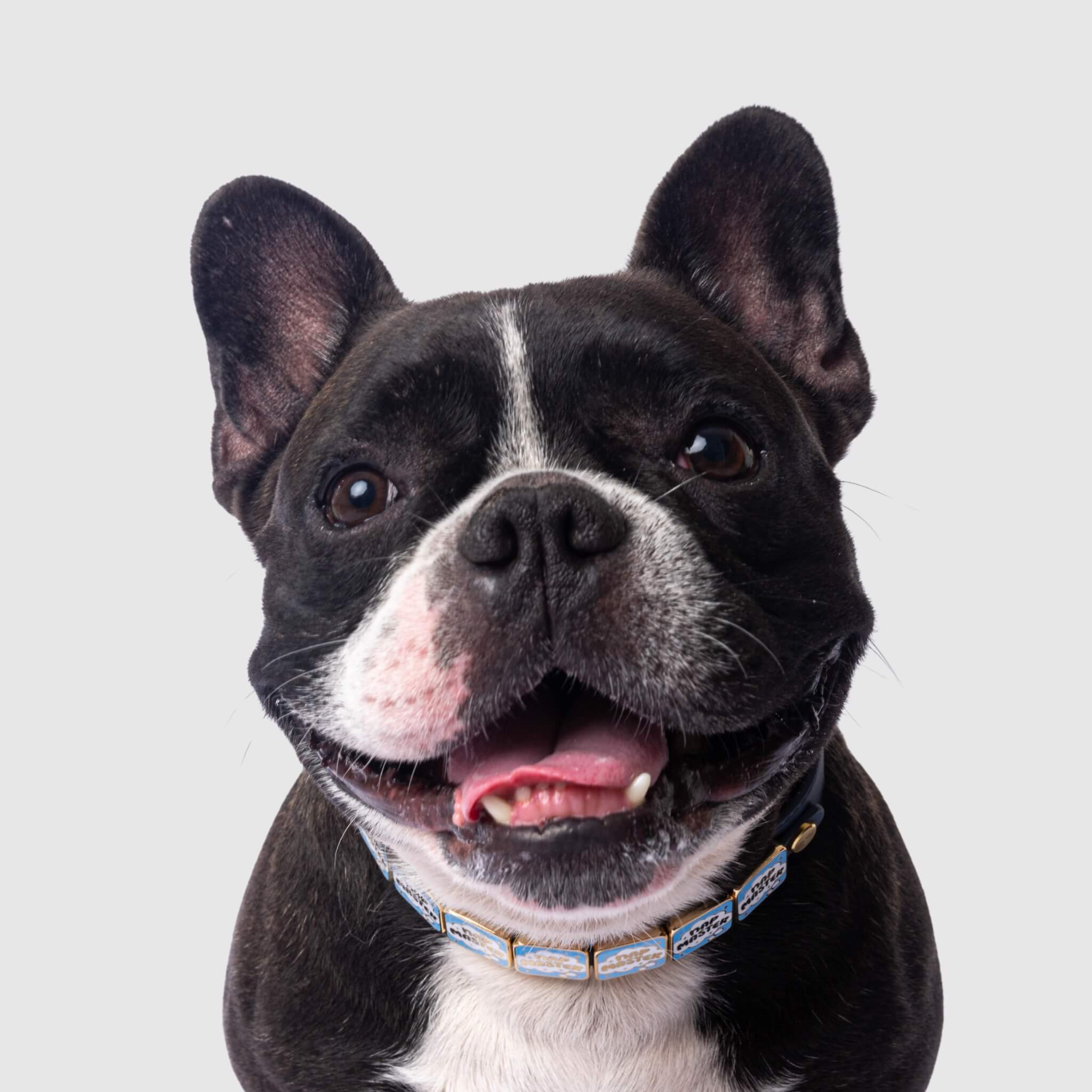 French Bulldog Black