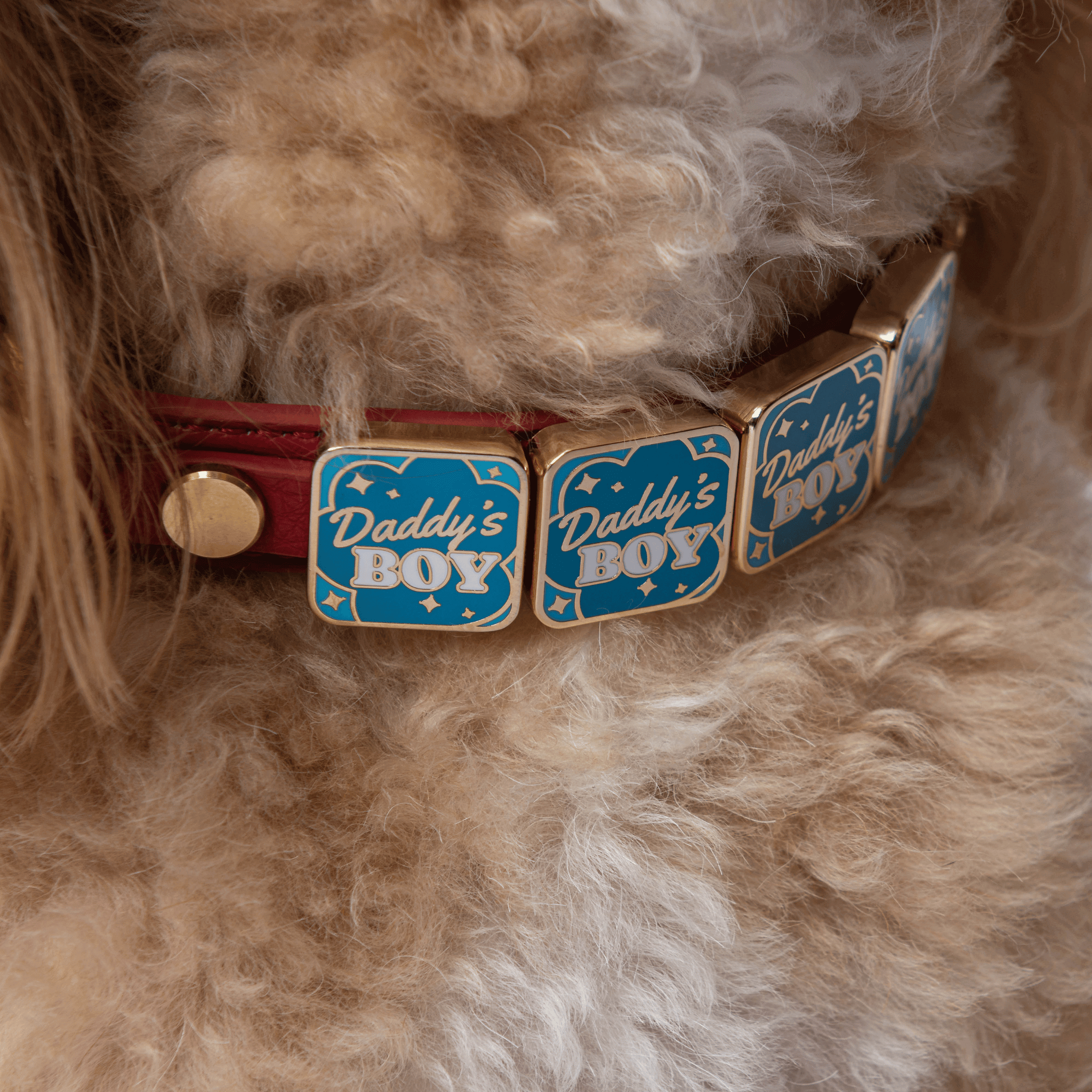 Daddy's Boy Charm - Collar Dog
