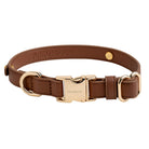 Collar Light Brown Dog