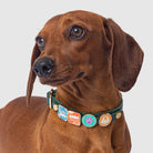 Green collar with charms - Mixed Breed Dog