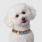 Light Brown collar with charms - Mixed Breed Dog