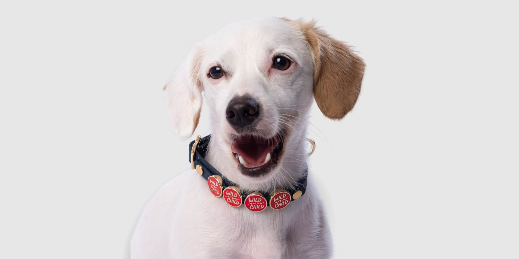 mix Breed Dog areunique Banner