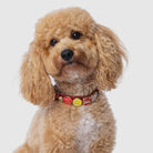 Red collar with charms - Mixed Breed Dog