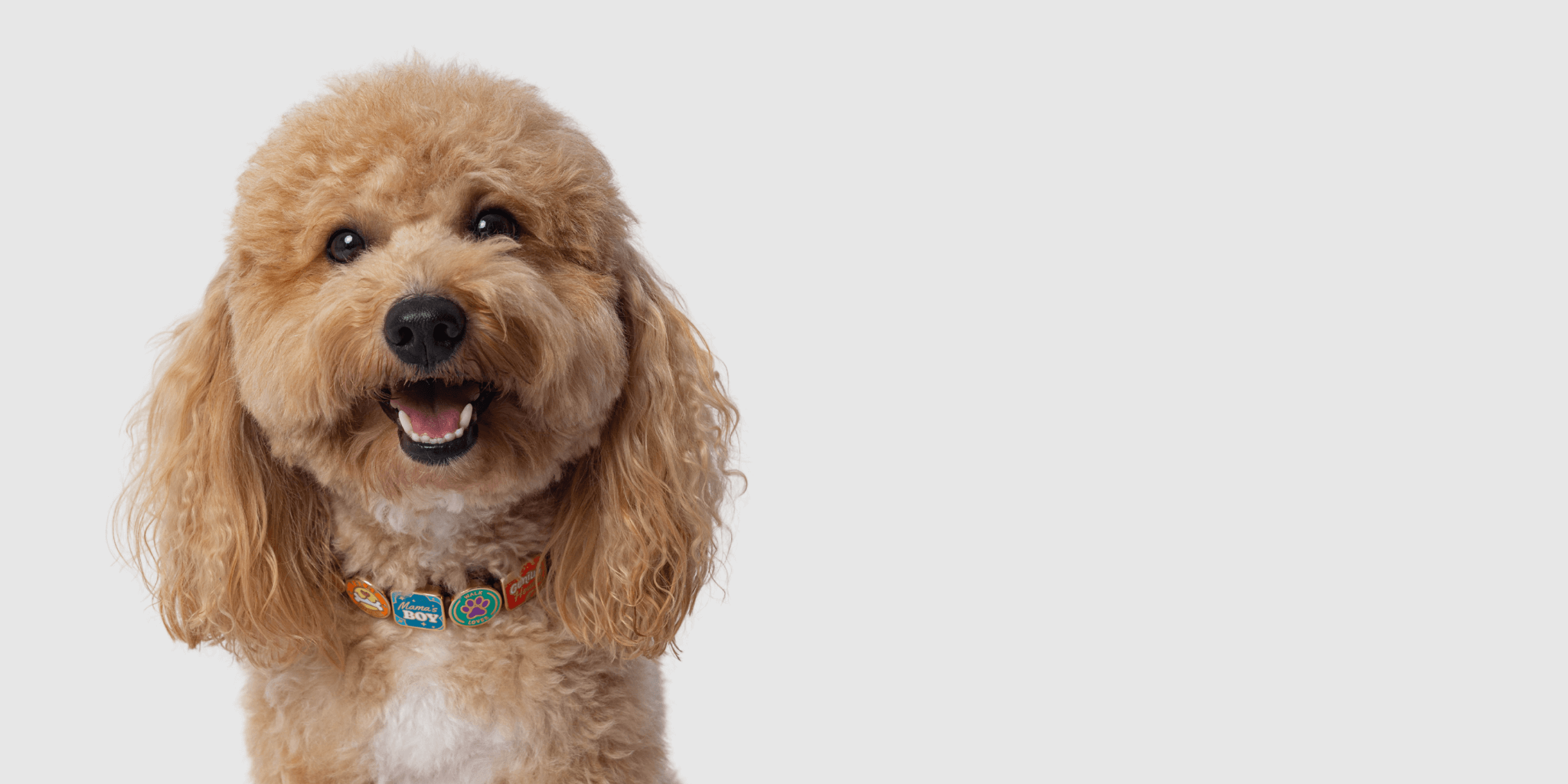 Golden Doodle areunique banner